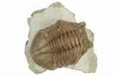 2.5" Asaphus Cornutus Trilobite - Russia - #191055-1